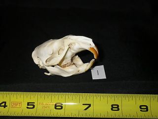   skull Head bone animal craft trapping Taxidermy Biology Science 1