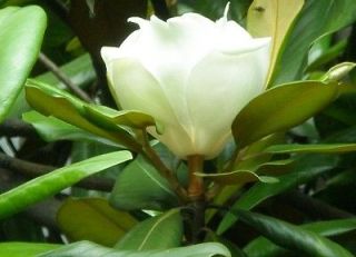 20 Magnolia denudata MAGNOLIA TREE SEEDS! Yulan