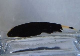 Black Ghost Fish ( Wild Caught ) For Live Freshwater Aquarium Fish