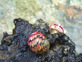 50 Versicolor Nerite Snails   Live Exotic Cleaner Snail *RARE*   Algae 