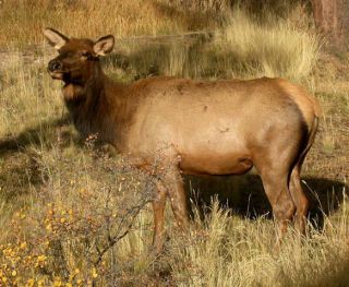 Colorado Cow Elk Hunting