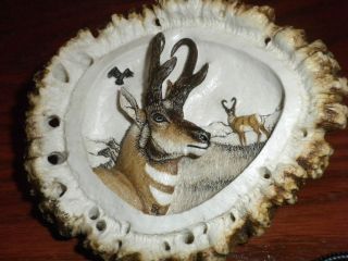   Pronghorn Antler Belt Buckle Wildlife Art Hand Painted USA Great Gift