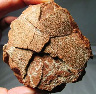Rare partial French Dinosaur egg fossil   undescribed type   Provence
