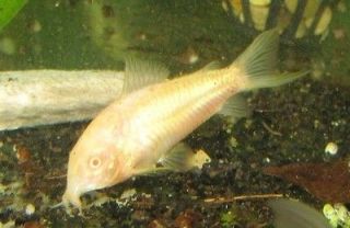 Albino Corydoras Cory Catfish Live Freshwater Aquarium Fish