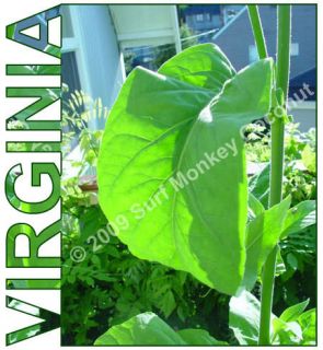 500 Virginia Tobacco seeds w/ FREE how to grow booklet!