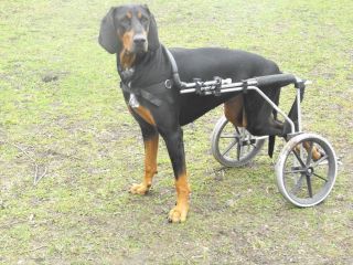 Large Dog Wheelchair, Dogs Wheels, made in the UK