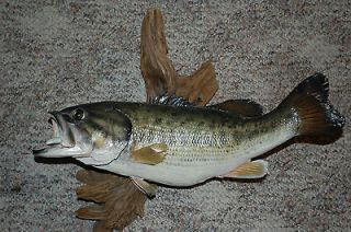 Wide Mouth Bass Mounted on Driftwood Fishing Taxidermy