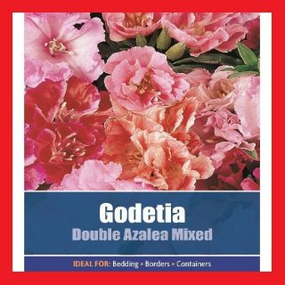 300 x Godetia Double Azalea Mixed Garden Flower Plant Seeds