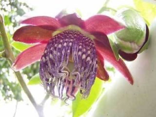 passiflora seeds in Flowers, Trees & Plants