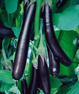 EGGPLANT SEEDS Long Purple  50 Survival Garden Heirloom NON GMO 