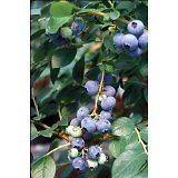 Highbush Blueberry 20 Seeds   Vaccinium   Edible/Shrub