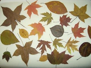 101) FALL LEAVES  WEDDINGS/ DECORATIONS/CRAFTS/ real/pressed/ dried 