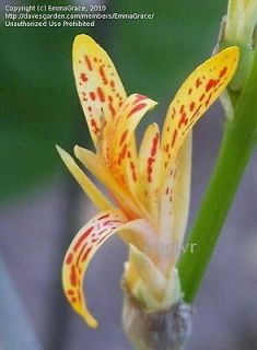 Canna indica var. Maculata Seeds__SUPERB FEATHERED__Red & Gold SPOTTED