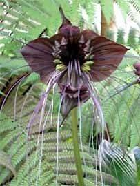 bat plant in Flowers, Trees & Plants