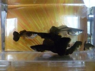 Extended Fin BLACK MOSCOW 1 TRIO 1 M / 2 F CHEAP BEAUTIFUL BUY   Live 