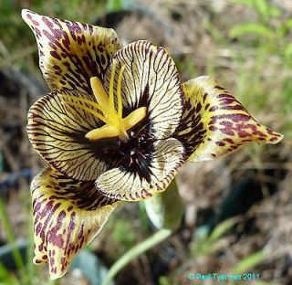 Tigridia vanhouttei TIGER Flower Lily SEEDS Hard 2 Find BULB 