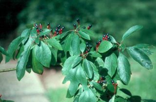 Fragrant Sassafras, Sassafras albidum, Tree Seeds (Fall Colors)