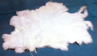 Newly listed (01) Rabbits White Skins Pelts Fur Hides