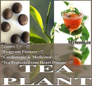   Black Tea, Tea Plant SHRUB SEED Seeds   Camellia sinensis   ZONE 7