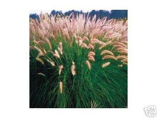PAMPAS GRASS PINK 100 SEEDS THE MOST SPECTACULAR GRASS YOU WILL EVER 