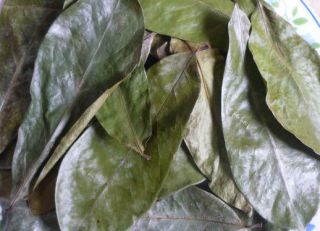 OZ DRIED SOURSOP LEAVES (160 PIECES)