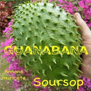   Annona muricata Tropical Fruit Tree Guanabana 4 10+inch 3 LIVE PLANTS