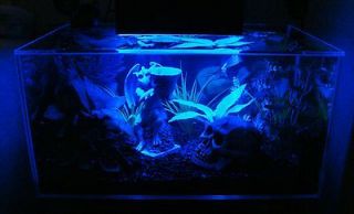 FLUVAL EDGE REEF AQUARIUM FISH TANK CUSTOM BLUE LED COOL AMBIENT NIGHT 