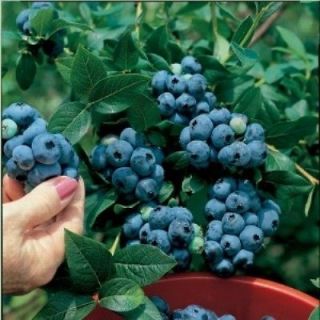 BC Highbush Blueberry Plant  50 Seeds   High Yielding Blue Berries 