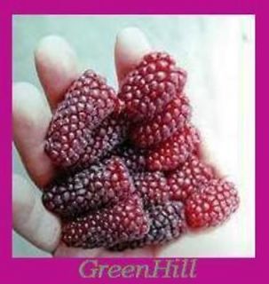 Vancouver Island Tayberry Plant  20 Seeds  Cross Breed of Raspberry 