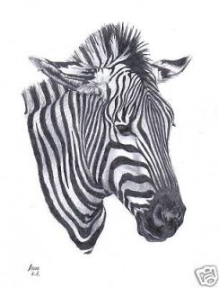 ZEBRA (1) Wildlife pencil drawing art picture Limited Edition print