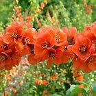 Double Take Orange Storm Flowering Quince Chaenomeles Proven Winners 