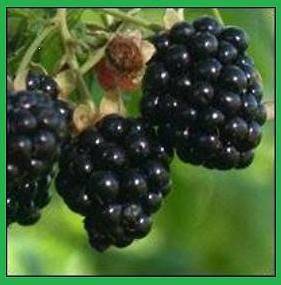 blackberry plant in Vegetables & Fruits