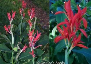 20+ RED Canna Lily Seeds, Compact Tropicals,Indi​an Shot