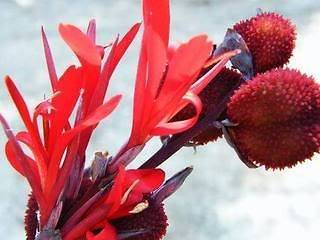 10SEEDS DARK RED SMALL PETAL CANNA LILY + Free Document