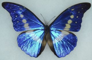 morpho helena in Butterflies & Moths