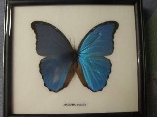 morpho didius in Butterflies & Moths