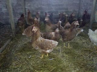 Golden Buff Chicken Incubator Hatching Eggs 12