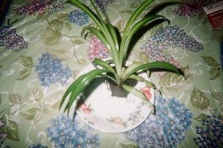 spider plant in Houseplants