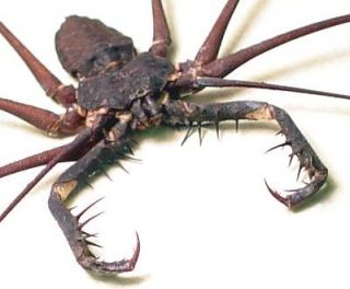 REAL GIANT SPIKED MANDIBLES CAVE SPIDER INSECTS 2307
