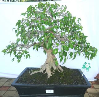 WEEPING FIG,FICUS BENJAMINA GREAT Indoor bonsai 15 seed