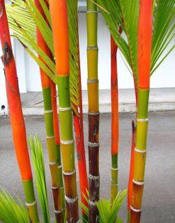 Lipstick Palm Tree   CYRTOSTACHYS RENDA   6 Seeds   Red Palm
