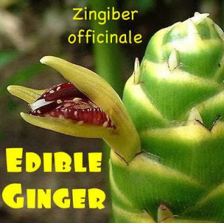 EDIBLE GINGER~ HOT & SPICY Zingiber officinale Canton Cooking Ginger 