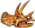   Dinosaur Skull Model Fossil Replica Museum Quality Detailed Markings