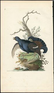 1791 EDWARD DONOVAN HAND COLOR BRITISH BIRD THE BLACK GROUSE