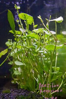 Brazilian Pennywort (Hydrocotyle leucocephala) Live Freshwater Plant