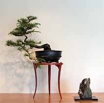 Deodar Cedar (Cedrus deodara) 2011 Seed Bonsai/Ornamen​tal