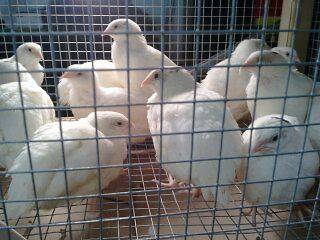 40 + mixed coturnix quail hatching eggs verfy fertile eggs!!