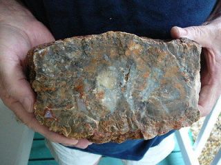   Fossil REAL DINOSAUR POOP Coprolite Dino Valley Utah DUNG Poo