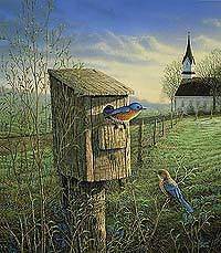 Sam Timm Springtime   Bluebirds