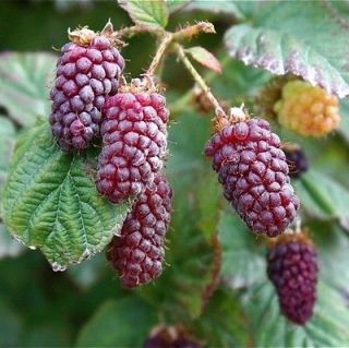 Vancouver Island Tayberry Plant  20 Seeds  Raspberry / Blackberry 